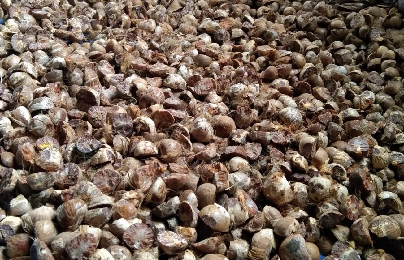 Petani Pinang Tanjung Jabung Timur Menjerit Harga Komoditi Tak Kunjung Naik,Batang Pinang Terancam Punah