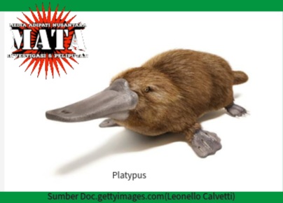 Platipus (Ornithorhynchus anatinus): Mamalia Semi-Akuatik yang Endemik