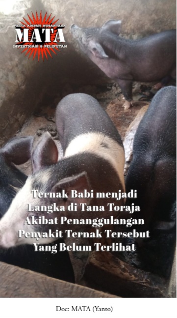 Ternak Babi menjadi Langka di Tana Toraja Akibat Penanggulangan Penyakit Ternak Tersebut Yang Belum Terlihat