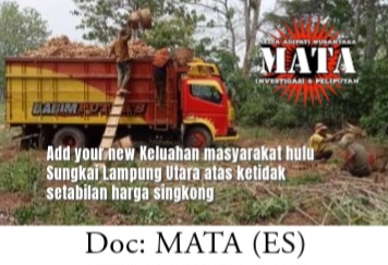 Keluhan masyarakat hulu Sungkai Lampung Utara atas ketidak setabilan harga singkong