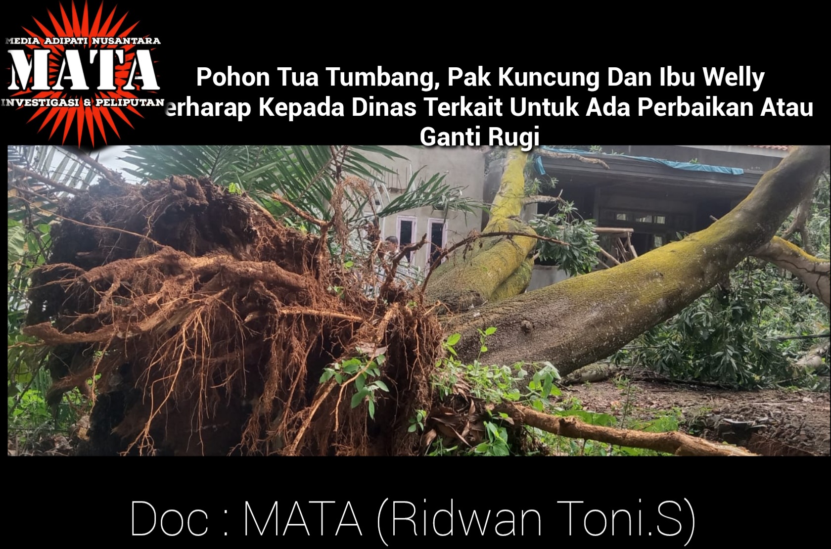 Pohon Tua Tumbang, Pak Kuncung Dan Ibu Welly Berharap Kepada Dinas Terkait Untuk Ada Perbaikan Atau Ganti Rugi
