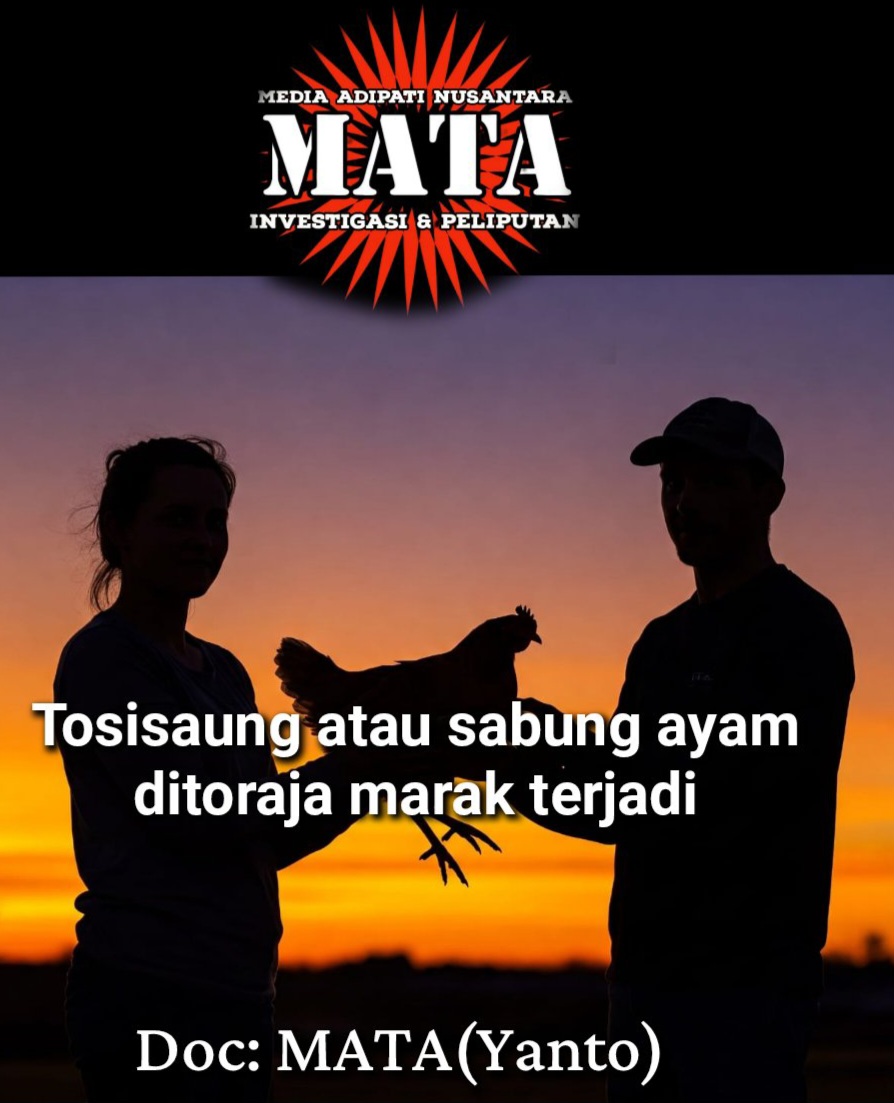 Tosisaung atau sabung ayam ditoraja marak terjadi