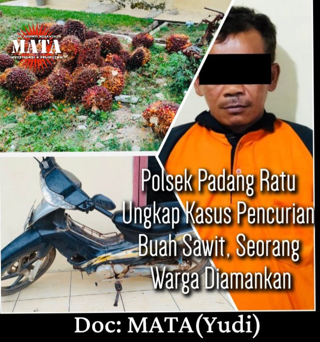 Polsek Padang Ratu Ungkap Kasus Pencurian Buah Sawit, Seorang Warga Diamankan