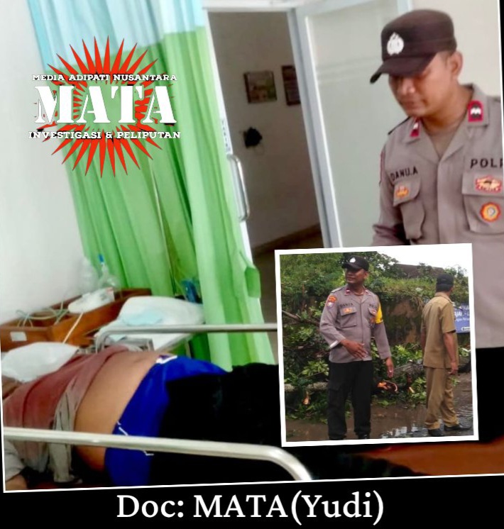 Bencana Alam Pohon Tumbang di Kota Gajah Lampung Tengah Seorang Pengendara Alami Luka Serius dan Dilarikan ke Rumah Sakit
