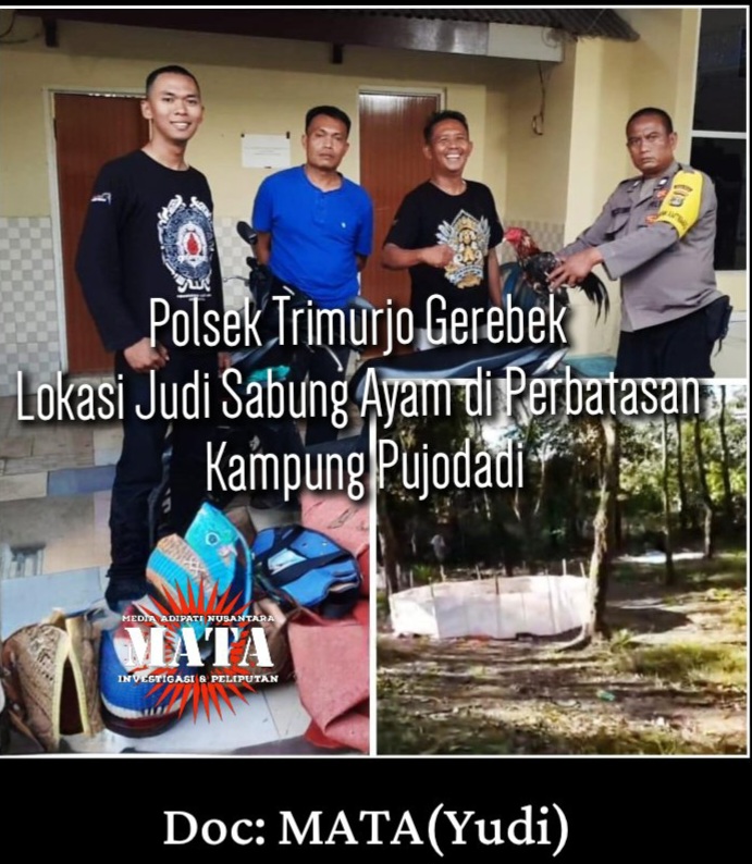 Polsek Trimurjo Gerebek Lokasi Judi Sabung Ayam di Perbatasan Kampung Pujodadi