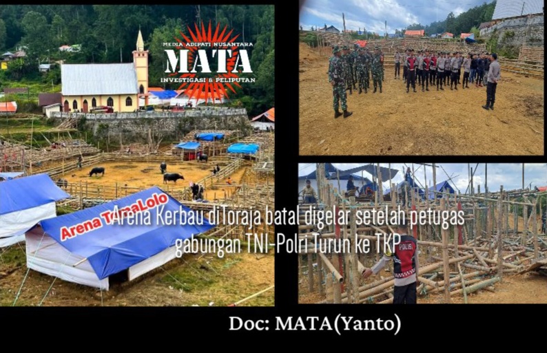Arena Kerbau diToraja batal digelar setelah petugas gabungan TNI-Polri Turun ke TKP