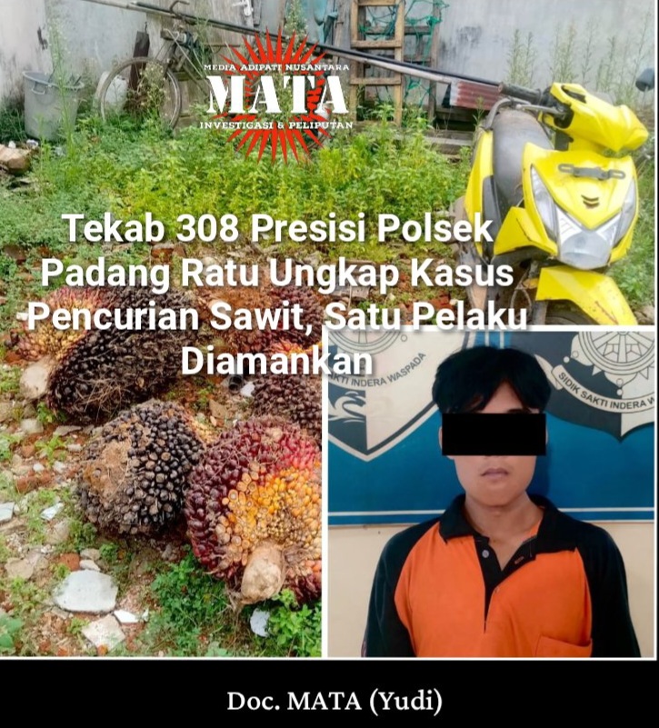 Tekab 308 Presisi Polsek Padang Ratu Ungkap Kasus Pencurian Sawit, Satu Pelaku Diamankan
