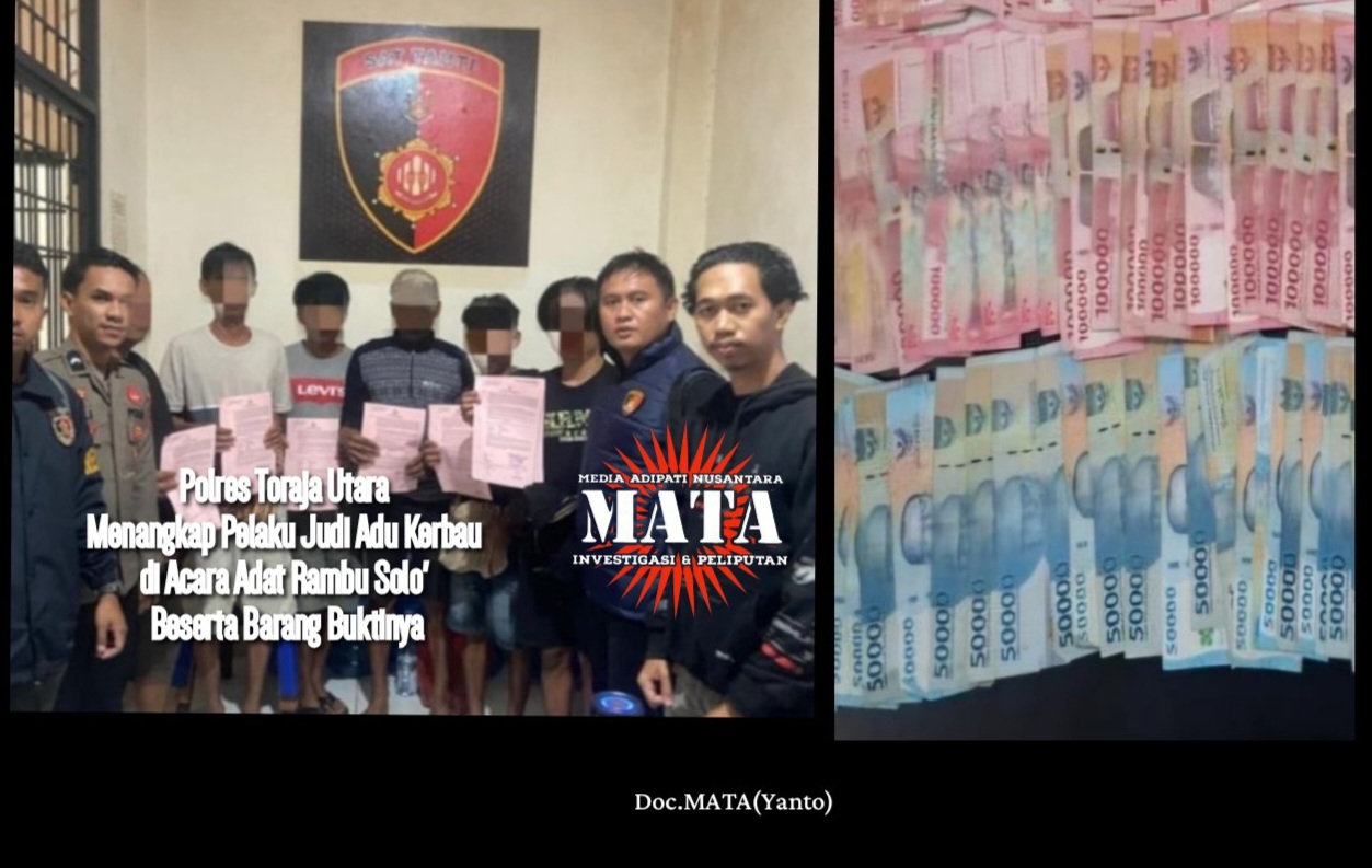 Polres Toraja Utara Menangkap Pelaku Judi Adu Kerbau di Acara Adat Rambu Solo’ Beserta Barang Buktinya