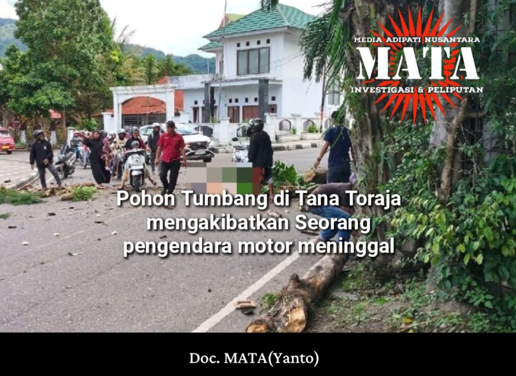 Pohon Tumbang di Tana Toraja mengakibatkan Seorang pengendara motor meninggal
